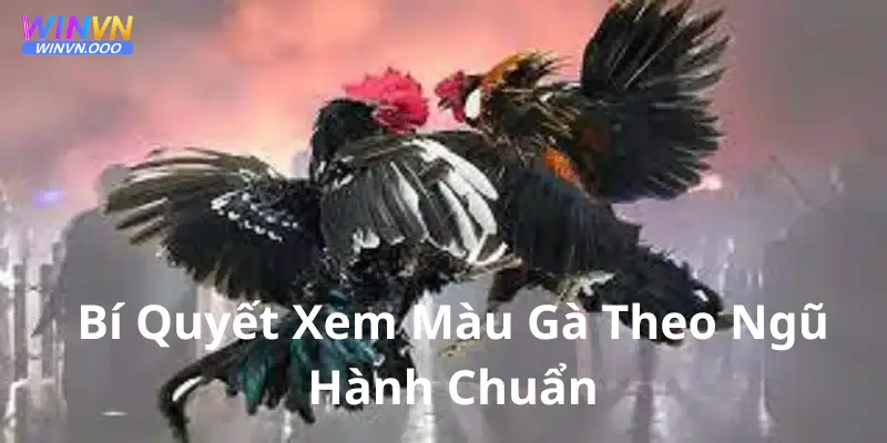 Bí quyết xem màu gà theo ngũ hành - winvn