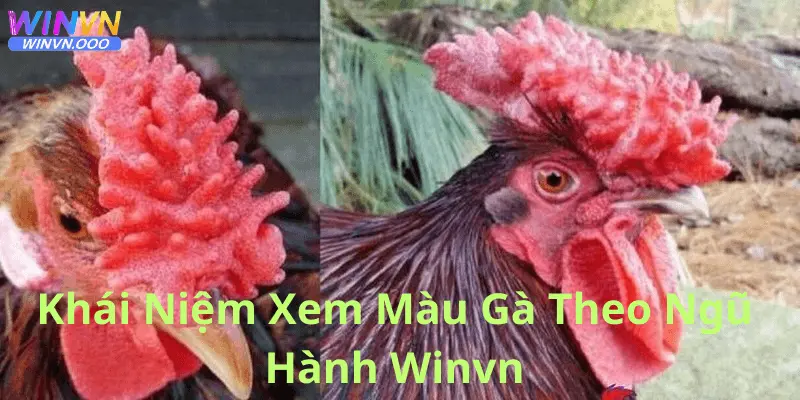 Tìm hiểu khái niệm xem màu gà là gì?