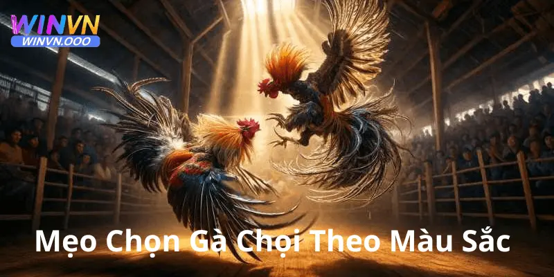 Mẹo chọn gà chọi theo màu sắc - winvn